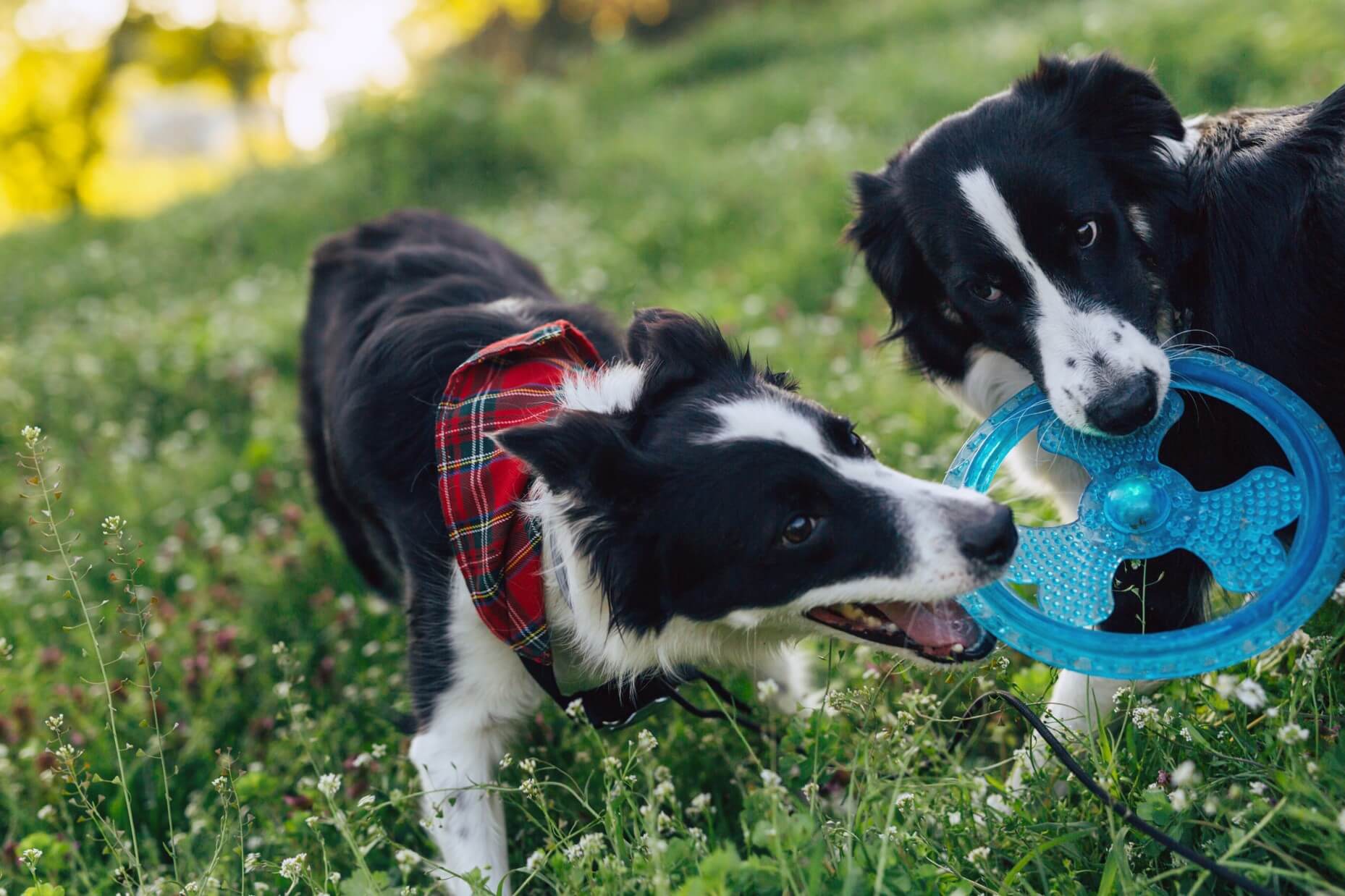 Indústria Petcare no Brasil: Um Setor Vital para o Bem-Estar Animal e Econômico